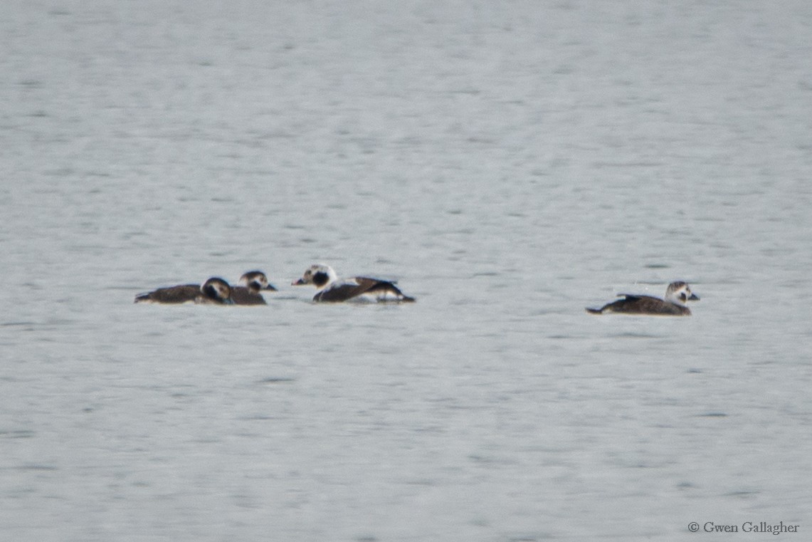 Long-tailed Duck - Gwen Gallagher