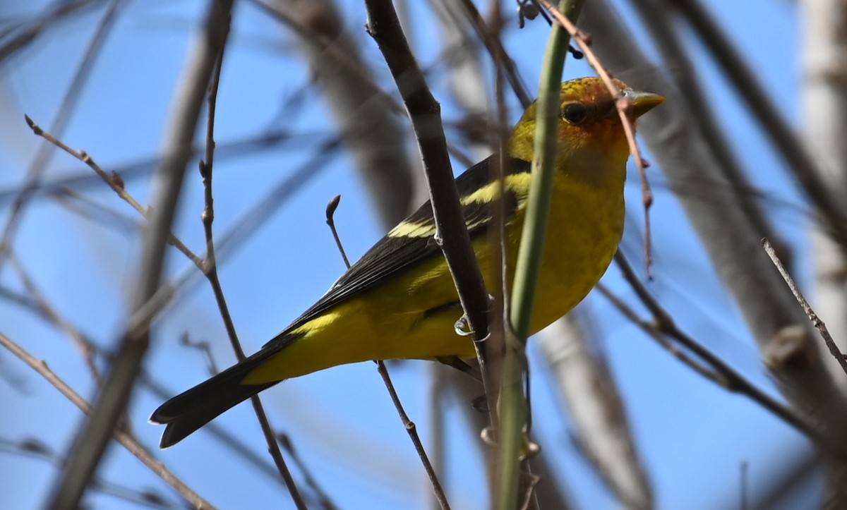 Western Tanager - ML614069213