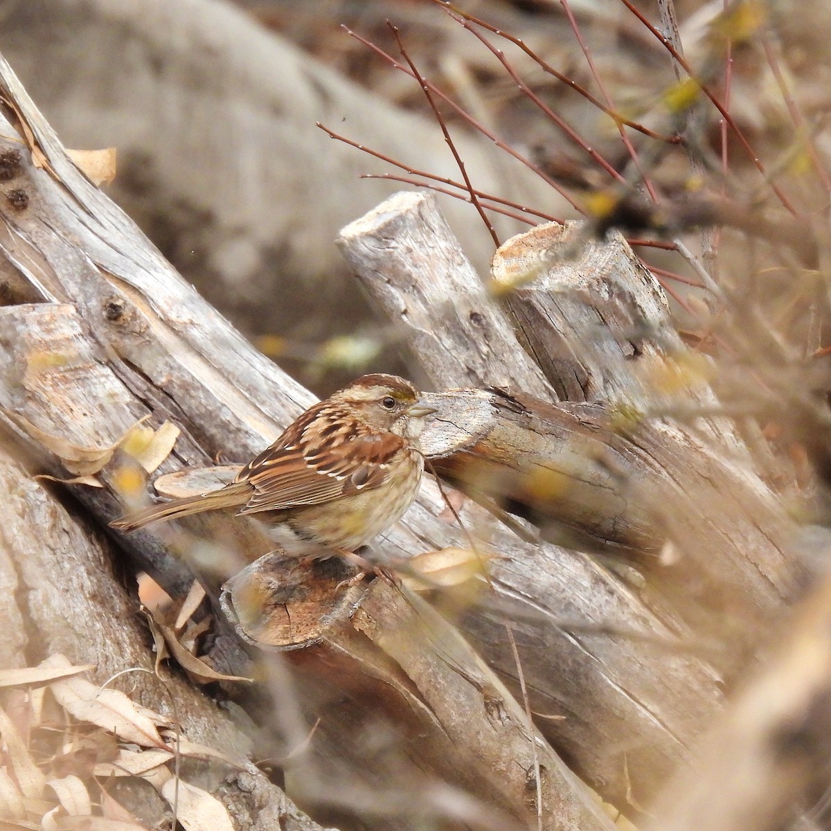White-throated Sparrow - ML614069272