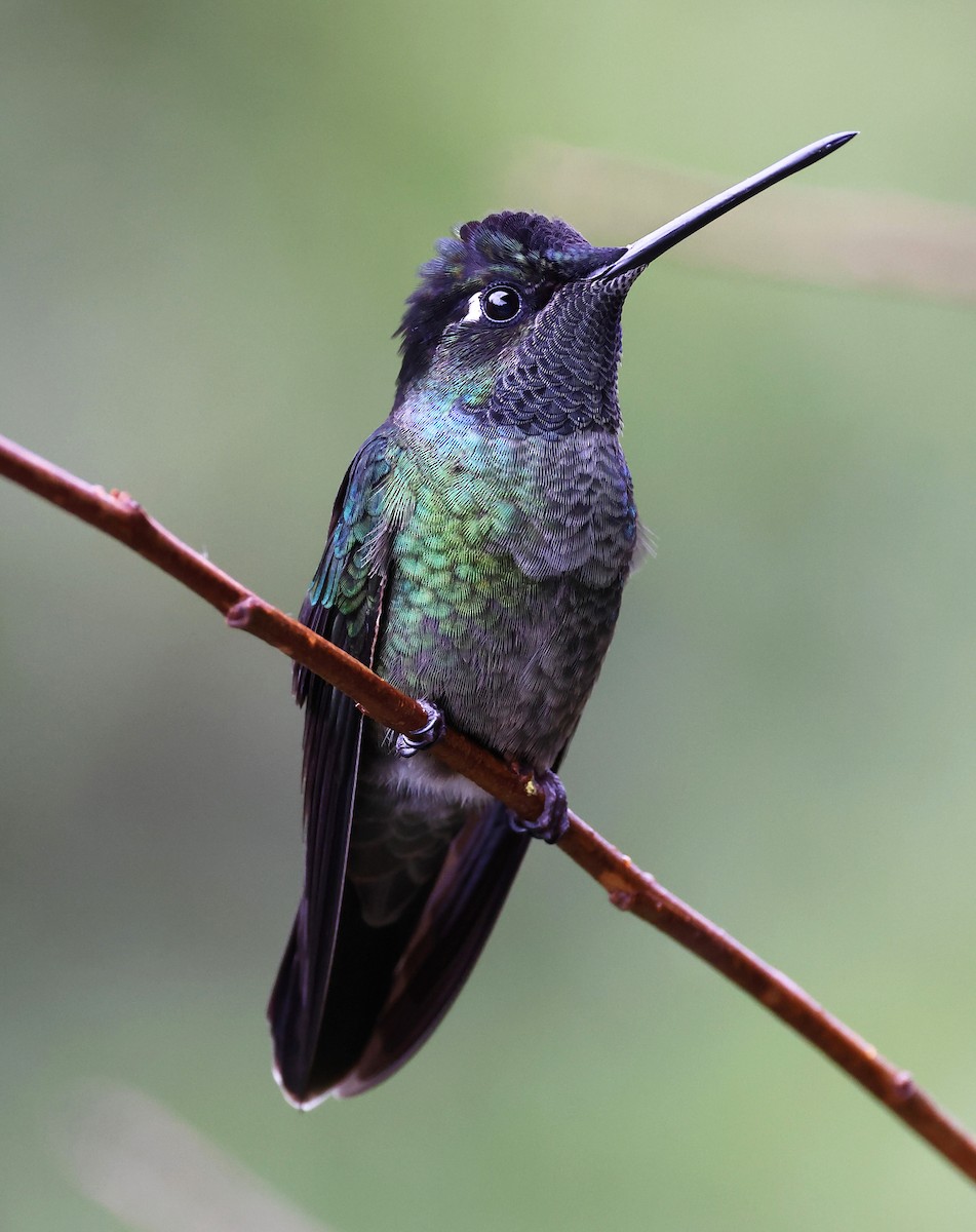 Talamanca Hummingbird - ML614069294