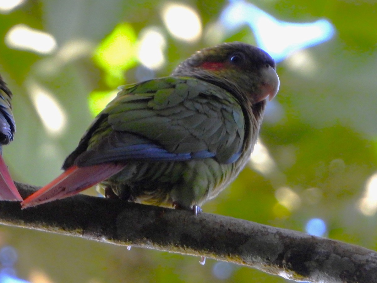 Red-eared Parakeet - ML614069338