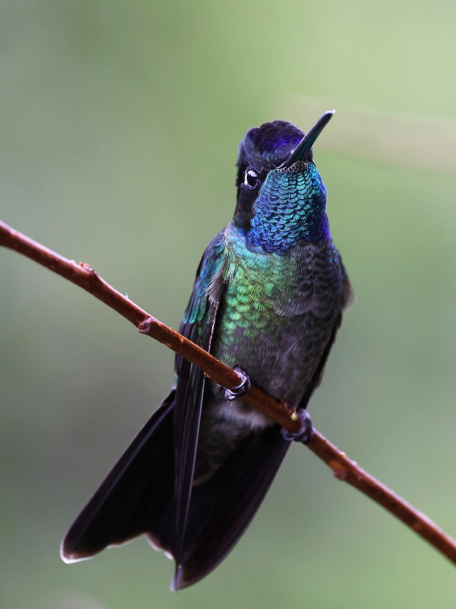 Talamanca Hummingbird - ML614069349