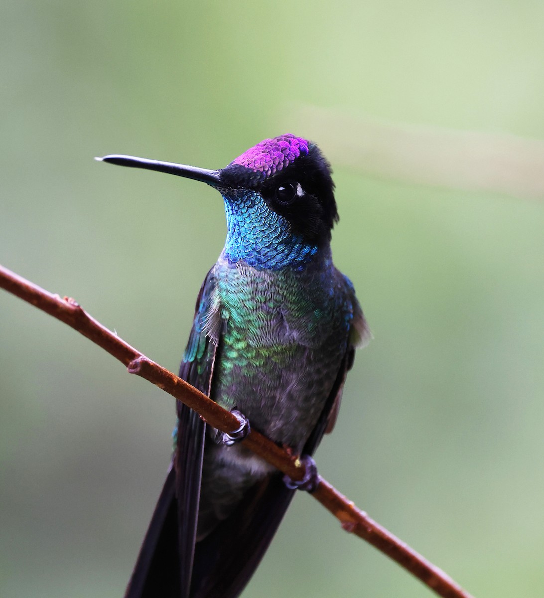 Talamanca Hummingbird - ML614069368