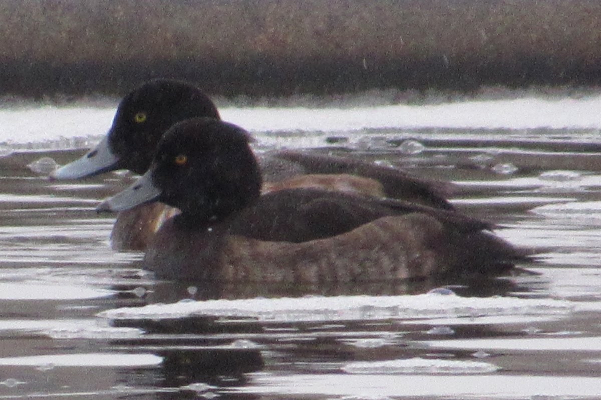 Tufted Duck - Larry Neily