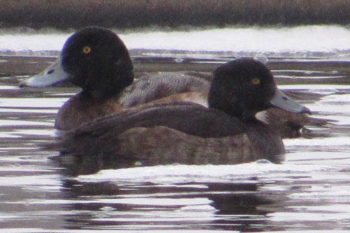 Tufted Duck - ML614069424