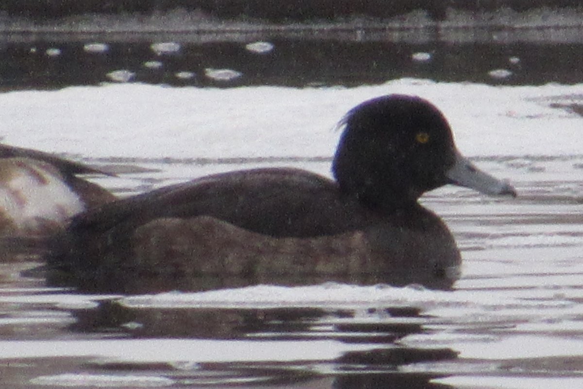 Tufted Duck - ML614069425