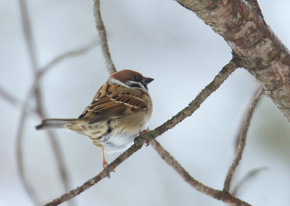 Eurasian Tree Sparrow - ML614069434