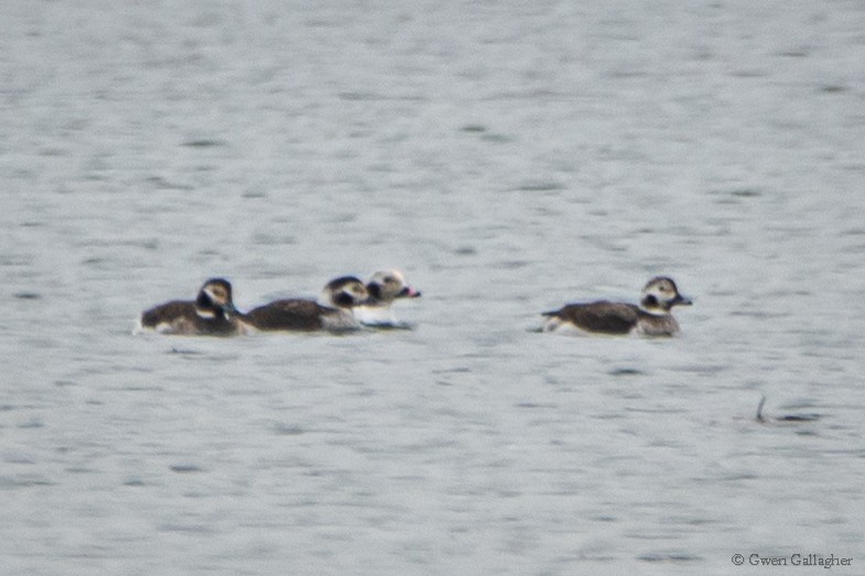Long-tailed Duck - ML614069461