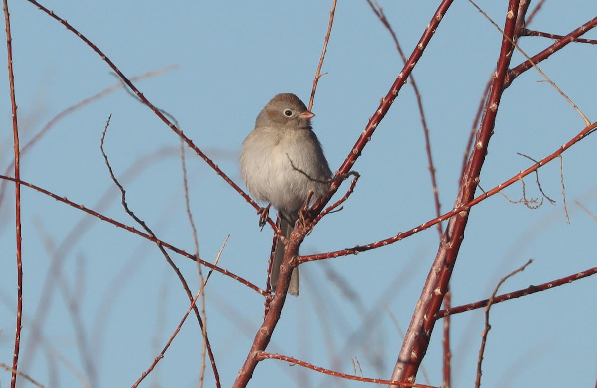 Field Sparrow - ML614069709