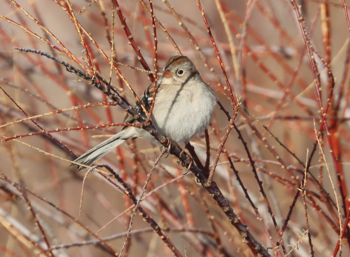 Field Sparrow - ML614069729