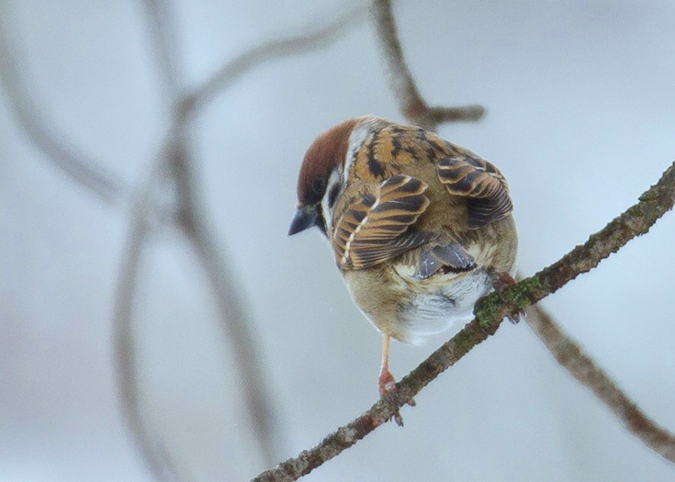 Eurasian Tree Sparrow - ML614069765
