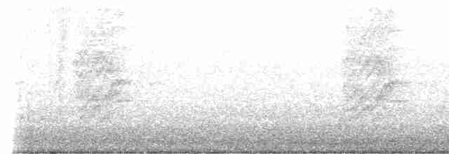 Büyük Kuyruklu Kiskal [graysoni grubu] - ML614070546