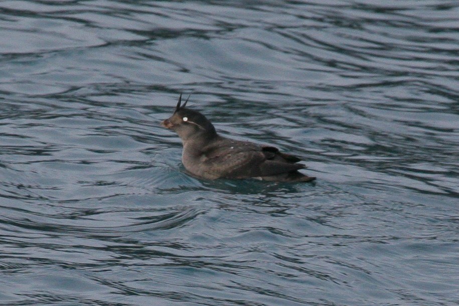 Crested Auklet - ML614070712