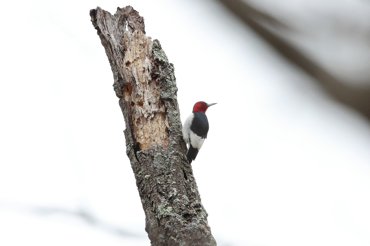 Red-headed Woodpecker - ML614070727