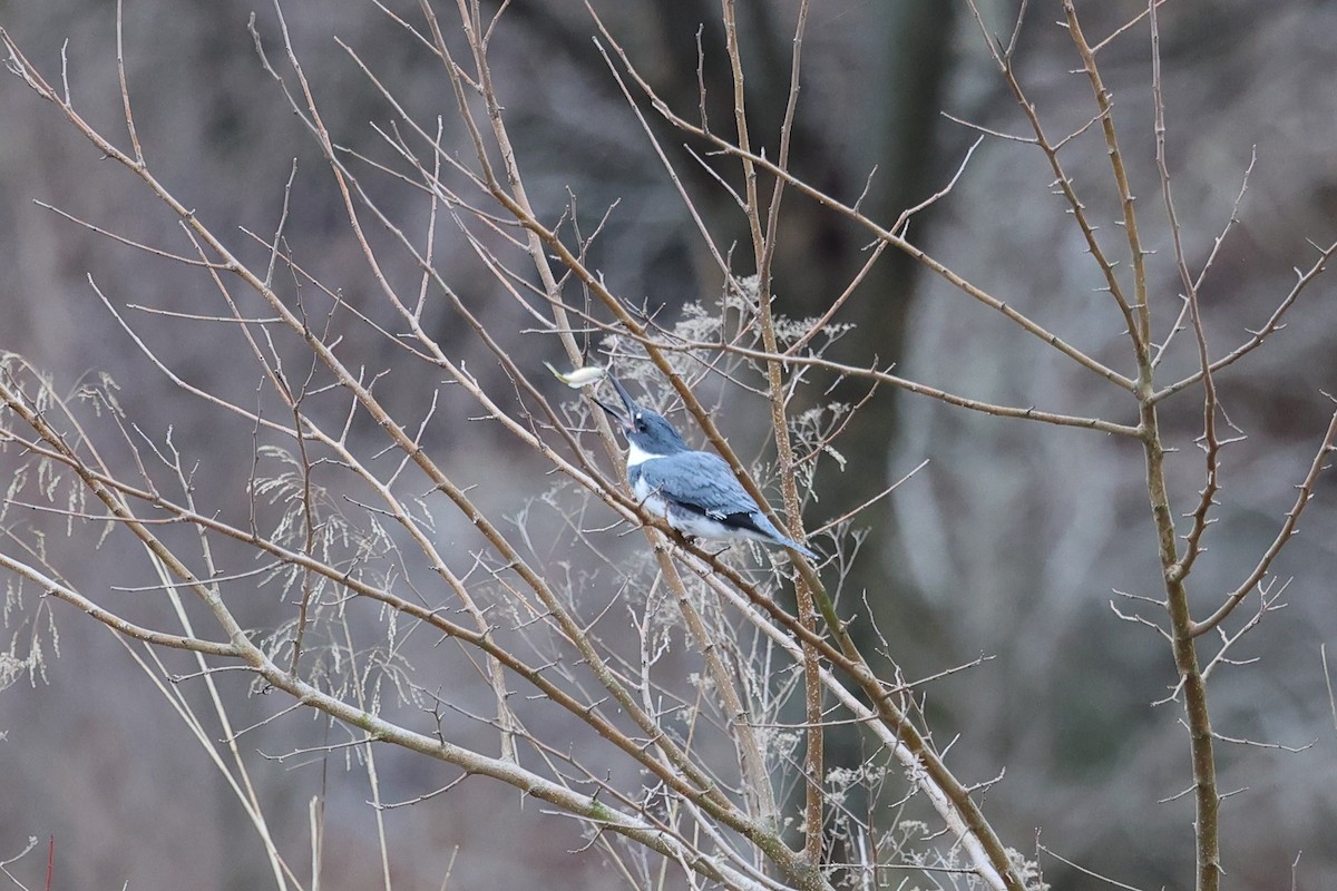 Belted Kingfisher - ML614070741