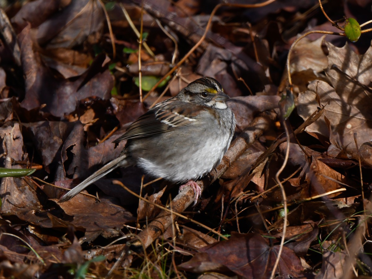 White-throated Sparrow - ML614070842