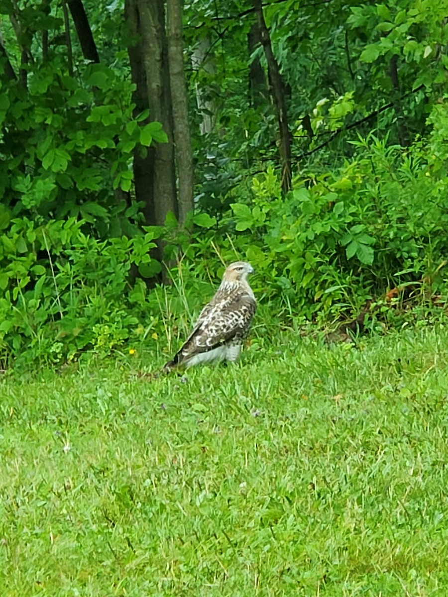 eBird Checklist - 4 Aug 2020 - Stiglmeier Park - 1 species