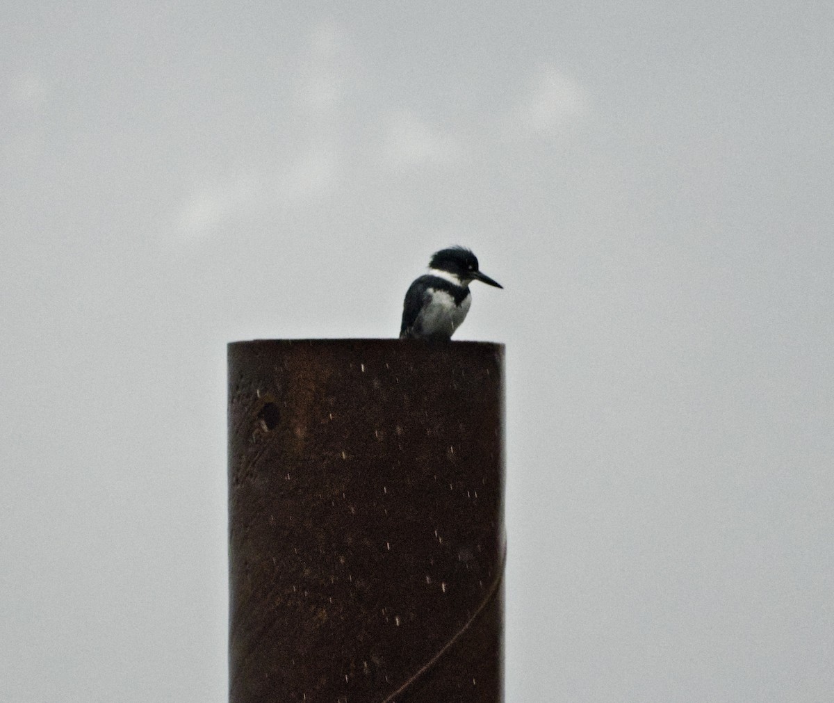 Belted Kingfisher - ML614070986