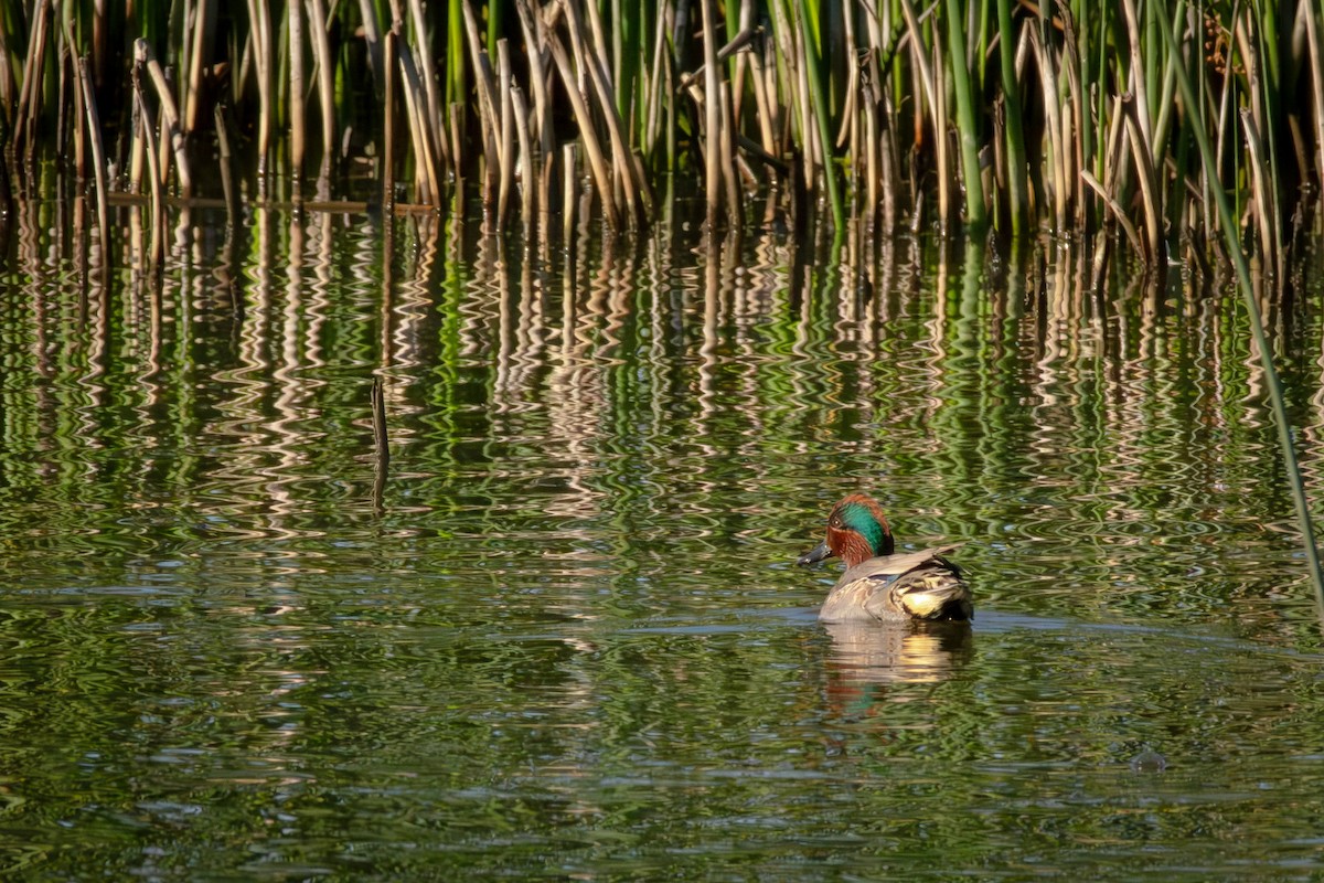 Green-winged Teal - ML614071527