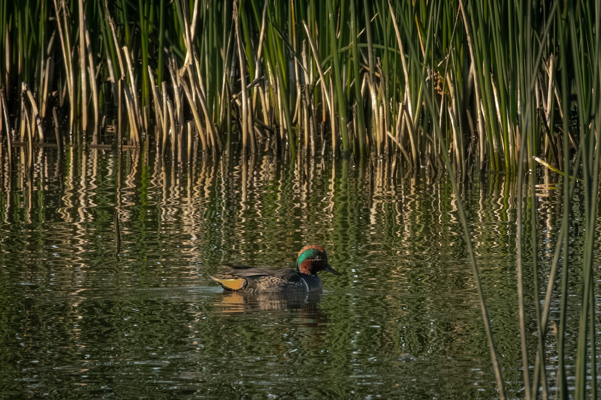 Green-winged Teal - ML614071528