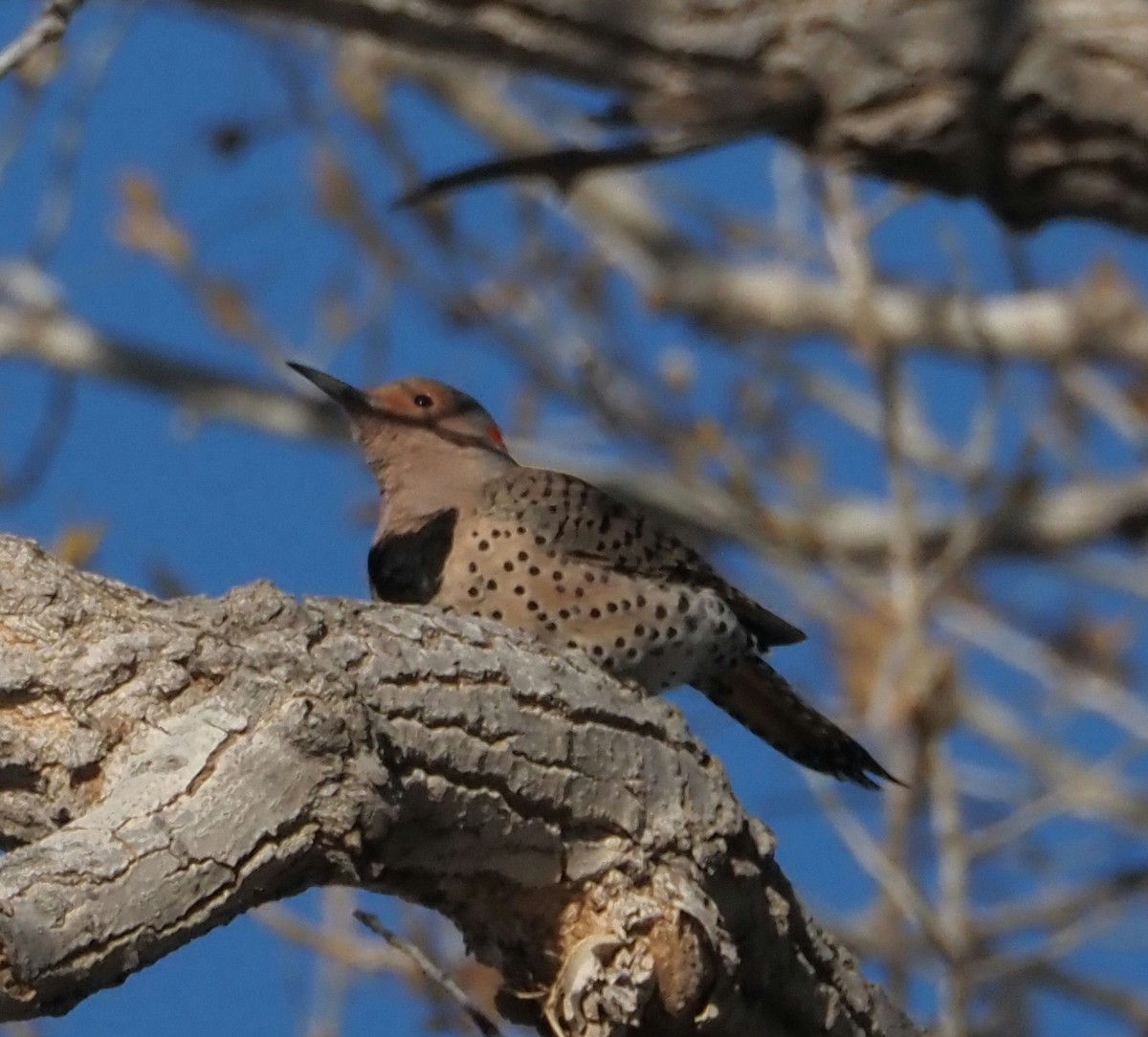 Northern Flicker (Yellow-shafted) - ML614071622
