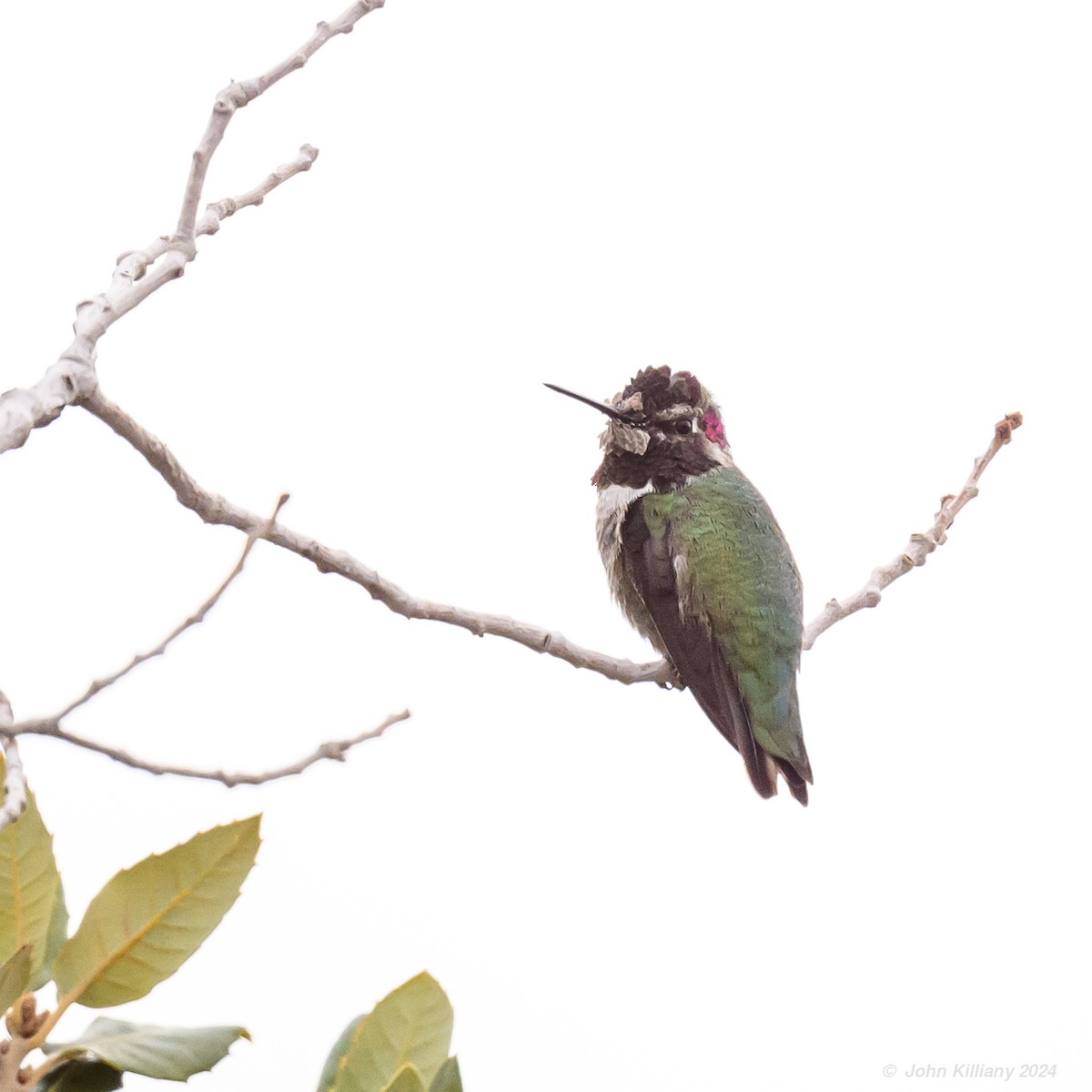 Anna's Hummingbird - ML614071693