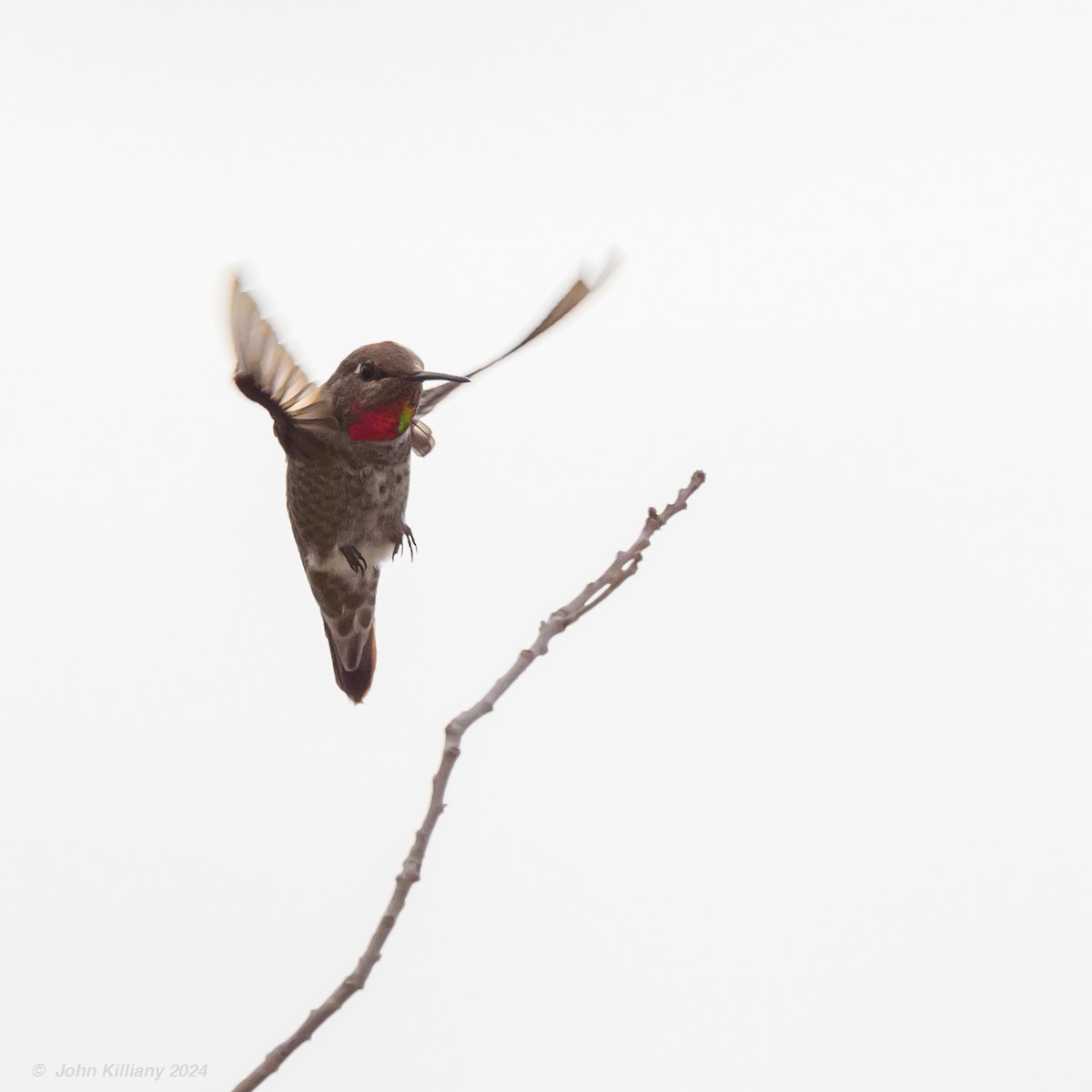 Anna's Hummingbird - ML614071735