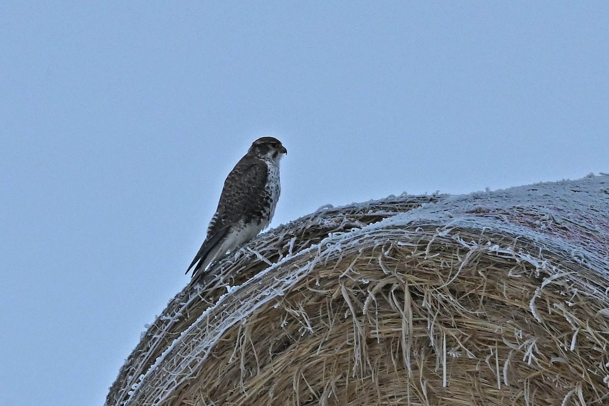 Prairie Falcon - Marla Hibbitts