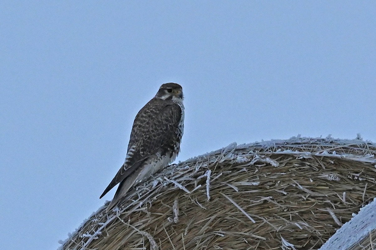 Prairie Falcon - Marla Hibbitts