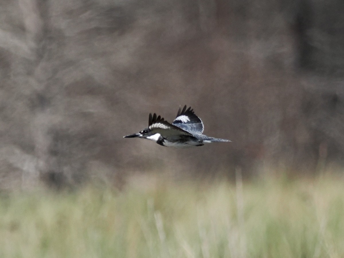 Belted Kingfisher - Paul Kinzer