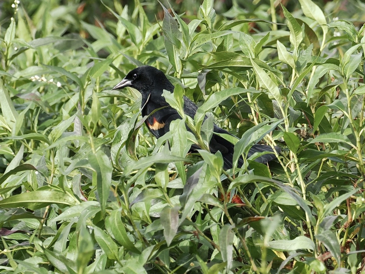 Red-winged Blackbird - Paul Kinzer