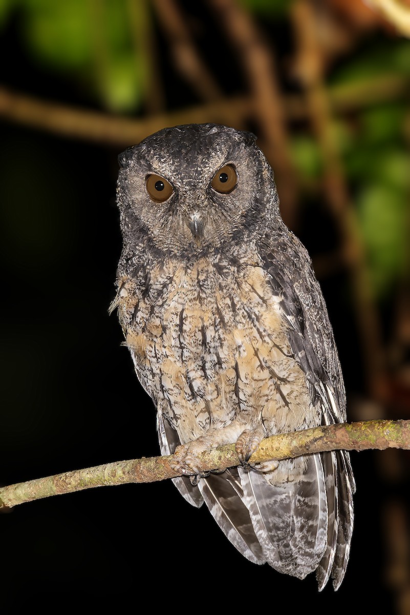Tawny-bellied Screech-Owl - ML614072361