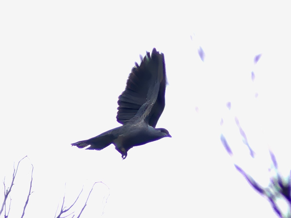 Malabar Imperial-Pigeon - Shelley Rutkin