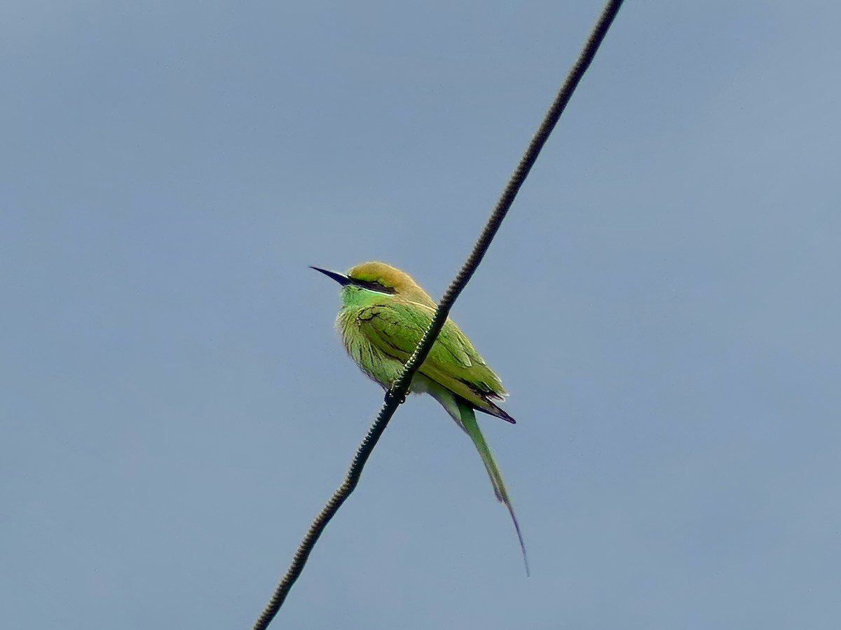 Asian Green Bee-eater - Shelley Rutkin