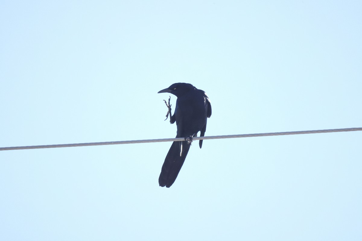 Great-tailed Grackle - ML614072849