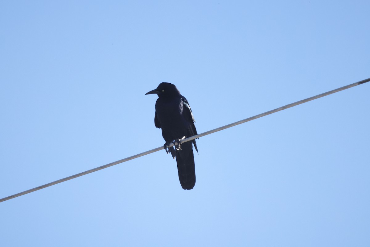 Great-tailed Grackle - ML614072850
