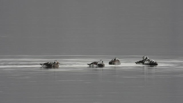 Long-tailed Duck - ML614073251