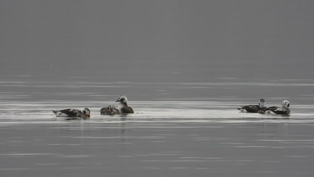 Long-tailed Duck - ML614073282
