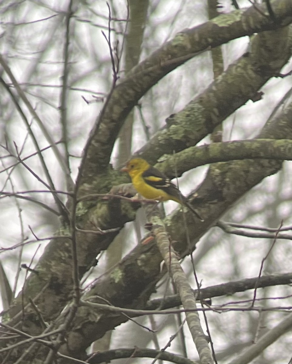 Western Tanager - ML614073999