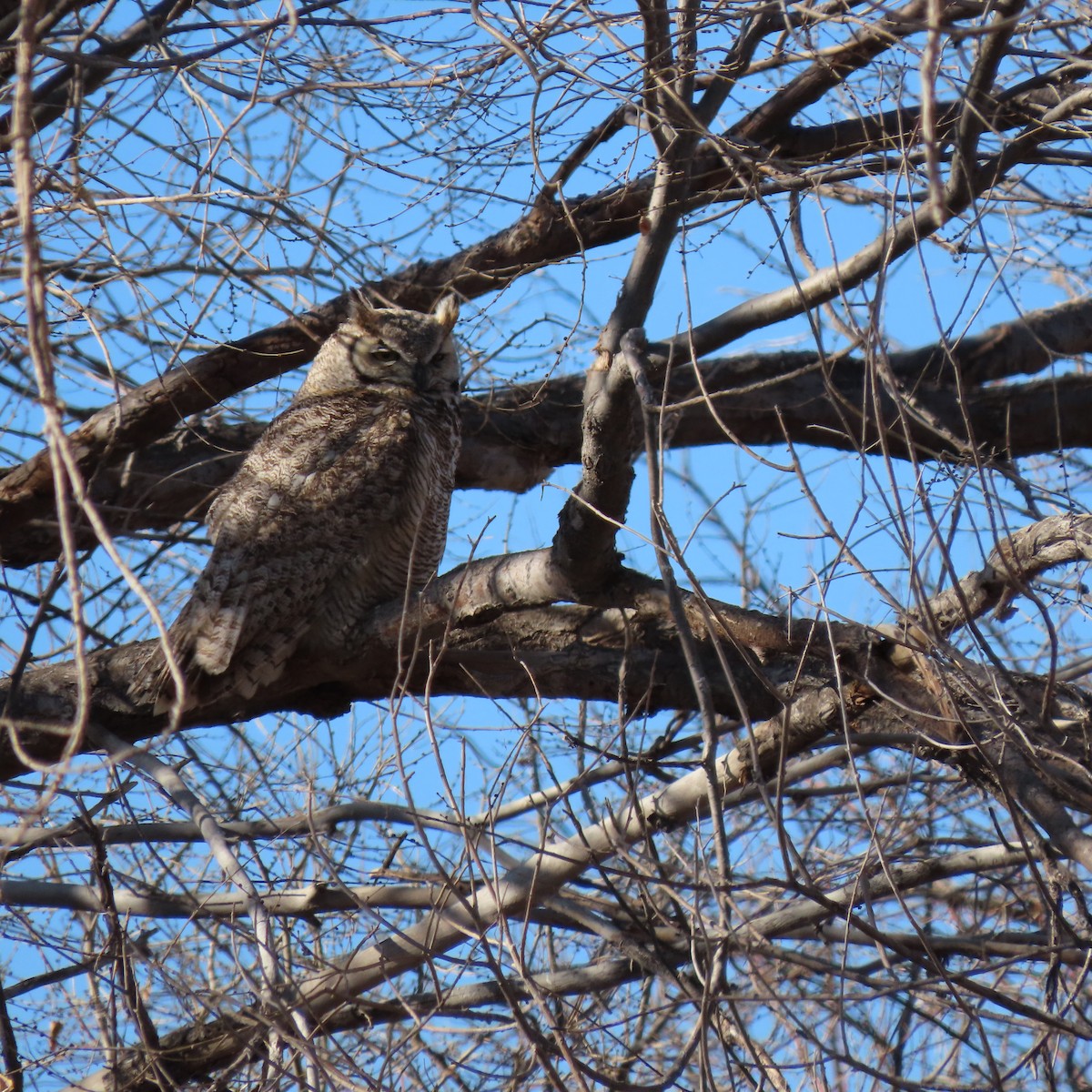 Great Horned Owl - ML614074153