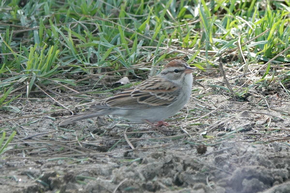 Chipping Sparrow - ML614074267