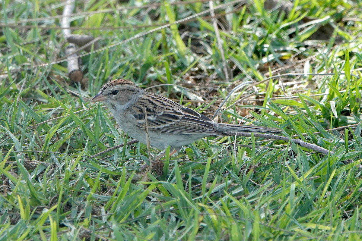 Chipping Sparrow - Steve Neely