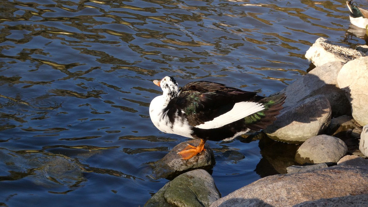 Muscovy Duck (Domestic type) - ML614074424