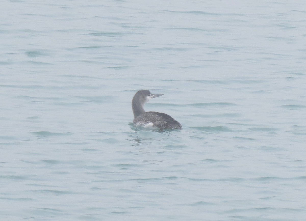 Red-throated Loon - ML614074469