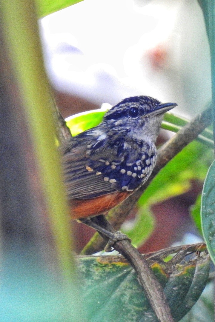 Peruvian Warbling-Antbird - ML614074657