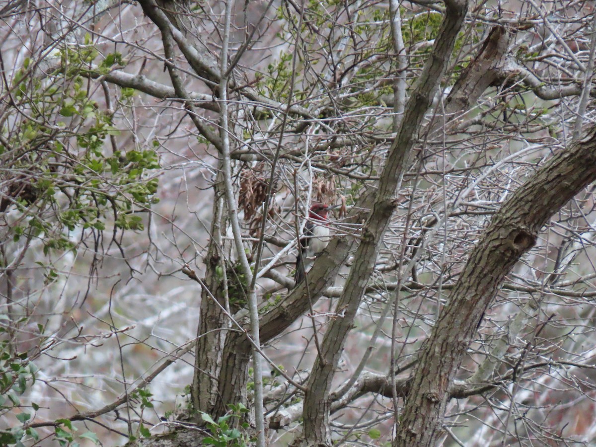 Red-headed Woodpecker - ML614074697