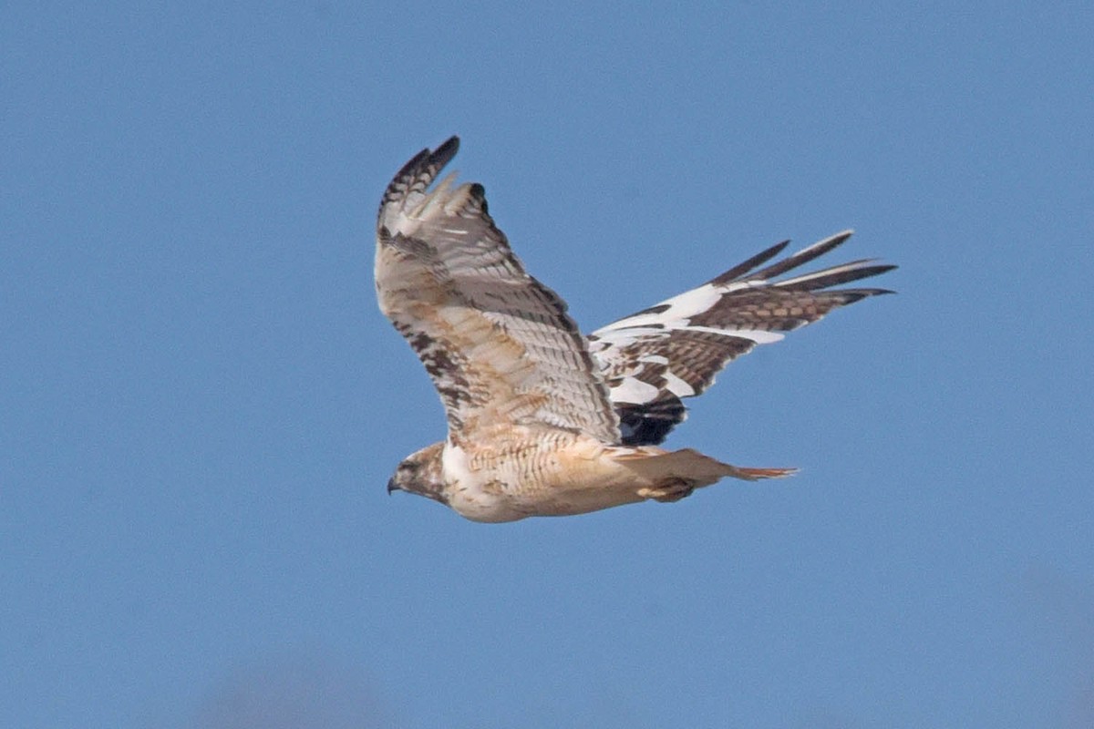 Red-tailed Hawk - ML614074814