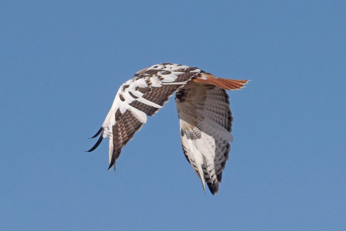 Red-tailed Hawk - ML614074815