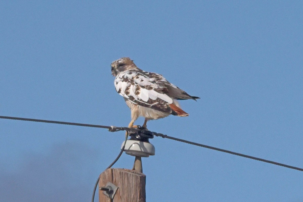 Red-tailed Hawk - Troy Hibbitts