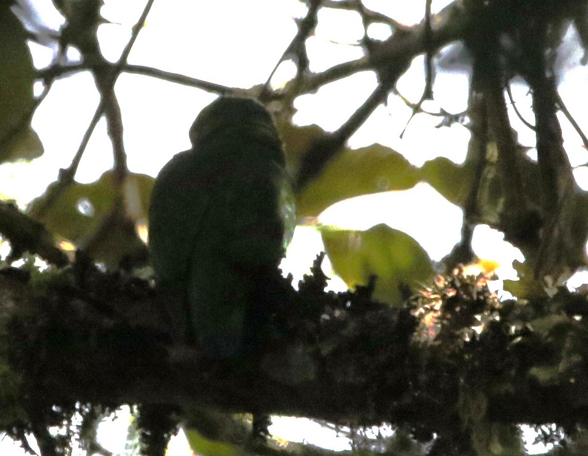 Red-faced Parrot - ML614074873